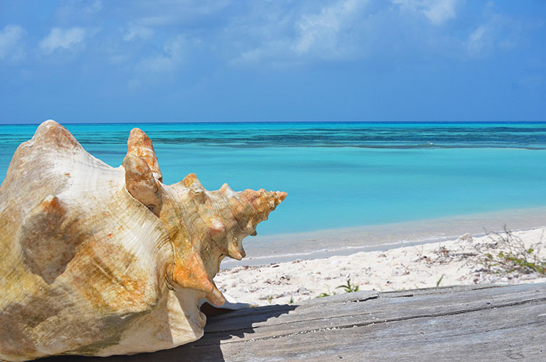 Conch in the Turks and Caicos