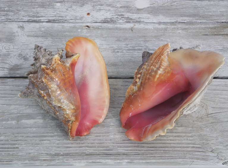 All About Conch A Turks Caicos Treasure
